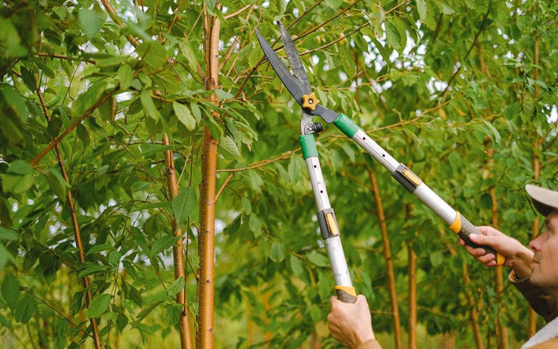 Tree trimming in Kamuela, HI